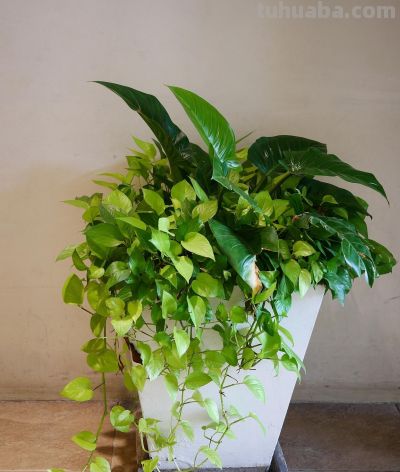 大叶绿萝的养殖方法和注意事项，掌握养护技巧，油绿疯长 - 图画吧TUHUABA
