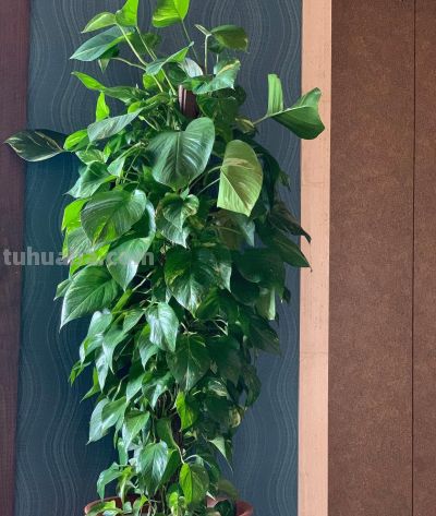 大叶绿萝的养殖方法和注意事项，掌握养护技巧，油绿疯长 - 图画吧TUHUABA