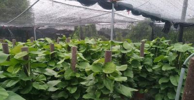 死记硬背“大叶绿萝”的“3喜3怕”，还愁养不好 - 今日头条