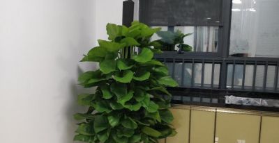 死记硬背“大叶绿萝”的“3喜3怕”，还愁养不好 - 图画吧TUHUABA