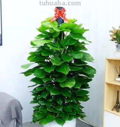 刚装修的新家买的绿萝柱，如何养才能让它长势茁壮，茎叶蔓长 - 今日头条