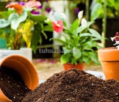 刚装修的新家买的绿萝柱，如何养才能让它长势茁壮，茎叶蔓长 - 图画吧TUHUABA