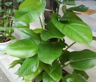 刚装修的新家买的绿萝柱，如何养才能让它长势茁壮，茎叶蔓长 - 图画吧TUHUABA