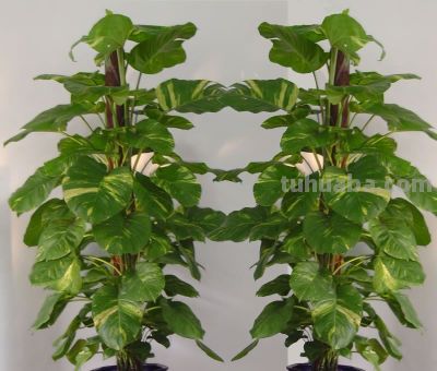 养大型绿萝，做好4个要点，绿萝“蹭蹭”长不停 - 今日头条