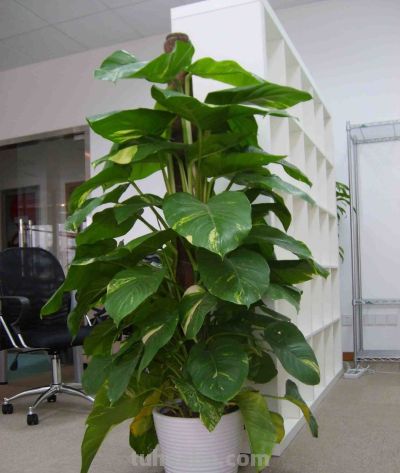 养大型绿萝,做好4个要点,绿萝“蹭蹭”长不停 - 今日头条 养大型绿萝,做好4个要点,绿萝“蹭蹭”长不停 - 图画吧TUHUABA