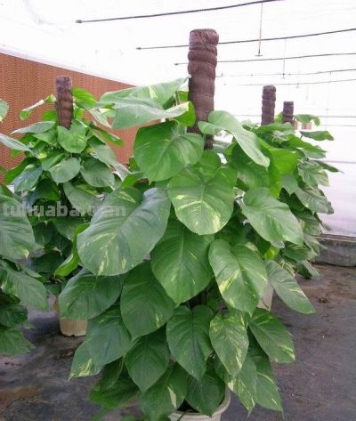 养大型绿萝,做好4个要点,绿萝“蹭蹭”长不停 - 今日头条 养大型绿萝,做好4个要点,绿萝“蹭蹭”长不停 - 图画吧TUHUABA