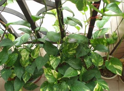 养大型绿萝,做好4个要点,绿萝“蹭蹭”长不停 - 今日头条 养大型绿萝,做好4个要点,绿萝“蹭蹭”长不停 - 图画吧TUHUABA