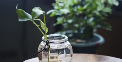 绿萝的生长习性以及存在价值！ - 今日头条