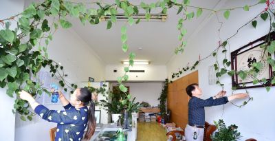 绿萝的生长习性以及存在价值！ - 图画吧TUHUABA