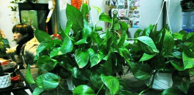 绿萝的生长习性以及存在价值！ - 图画吧TUHUABA