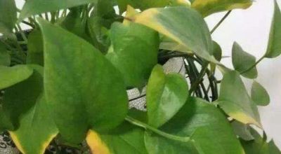 绿萝的生长习性以及存在价值！ - 图画吧TUHUABA