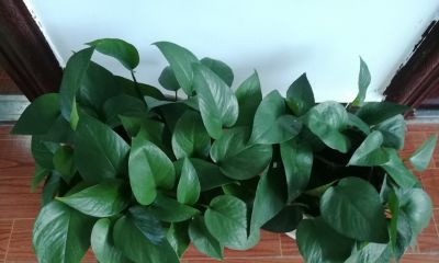 绿萝的生长习性以及存在价值！ - 图画吧TUHUABA