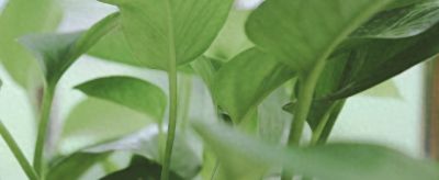 我的养花之路第一步——绿萝，带给我的启示 - 图画吧TUHUABA