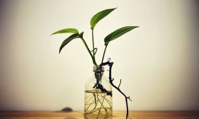 我的养花之路第一步——绿萝，带给我的启示 - 图画吧TUHUABA