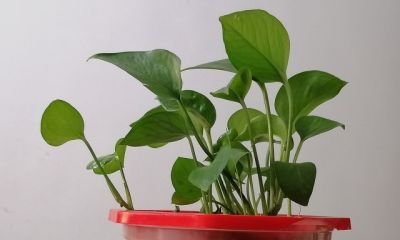 我的养花之路第一步——绿萝，带给我的启示 - 图画吧TUHUABA