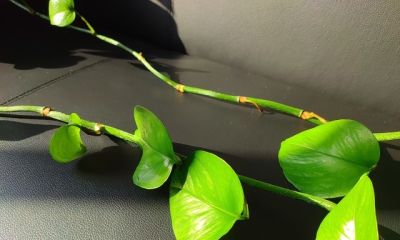 我的养花之路第一步——绿萝，带给我的启示 - 图画吧TUHUABA