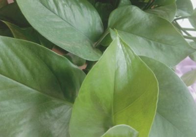 我的养花之路第一步——绿萝，带给我的启示 - 图画吧TUHUABA