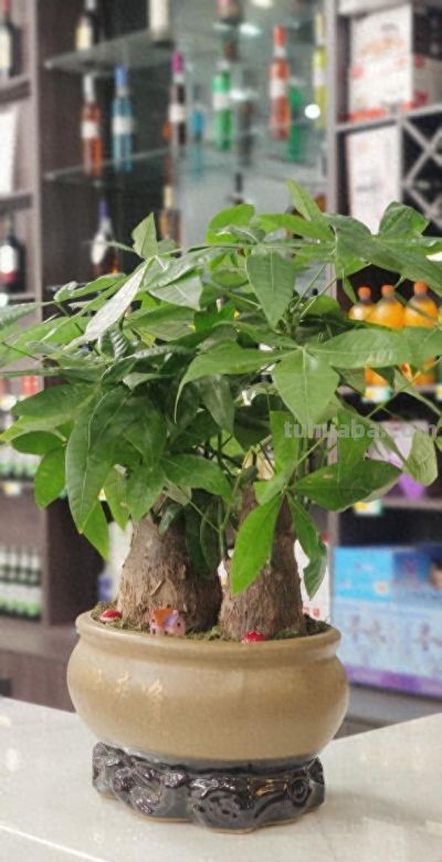 春天发财树新枝细得站不住？光照差也能救，3步养出壮枝 - 今日头条