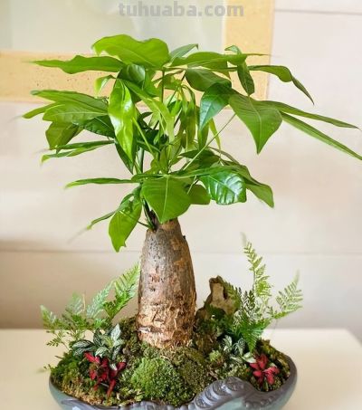 四月发财树养护全攻略：绿意盎然财气来 - 图画吧TUHUABA