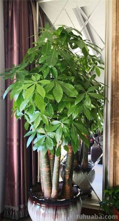 四月发财树养护全攻略：绿意盎然财气来 - 图画吧TUHUABA