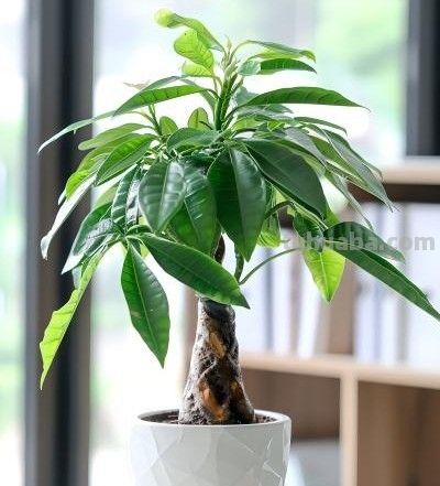 发财树养护小技巧 - 今日头条