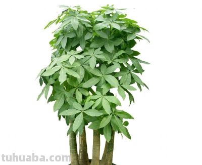 发财树养护小技巧 - 图画吧TUHUABA