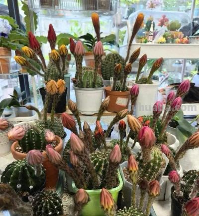 网友奶奶的报恩仙人球，开花勤，爆仔快，卷哭多少养花人 - 今日头条