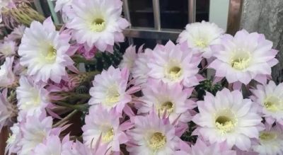 网友奶奶的报恩仙人球，开花勤，爆仔快，卷哭多少养花人 - 图画吧TUHUABA