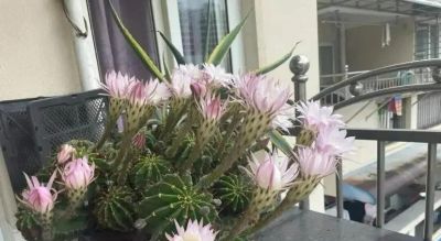 网友奶奶的报恩仙人球，开花勤，爆仔快，卷哭多少养花人 - 图画吧TUHUABA