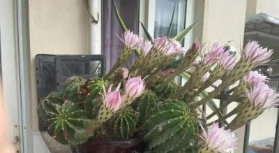 网友奶奶的报恩仙人球，开花勤，爆仔快，卷哭多少养花人 - 图画吧TUHUABA