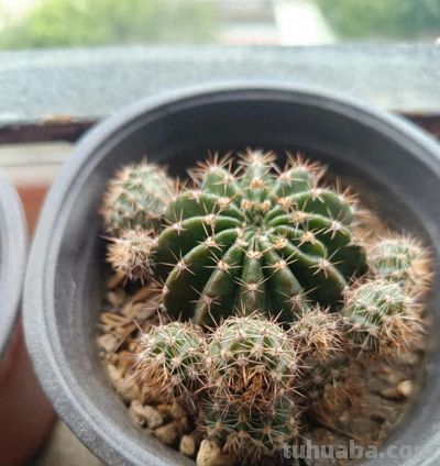 这8种仙人球浇水越懒长得越好，疯狂爆崽开花，新手福音！ - 今日头条