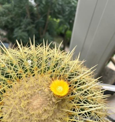 这8种仙人球浇水越懒长得越好，疯狂爆崽开花，新手福音！ - 图画吧TUHUABA