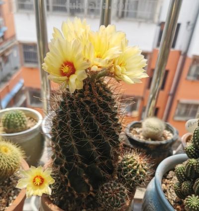 这8种仙人球浇水越懒长得越好，疯狂爆崽开花，新手福音！ - 图画吧TUHUABA