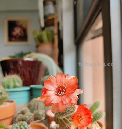 这8种仙人球浇水越懒长得越好，疯狂爆崽开花，新手福音！ - 图画吧TUHUABA