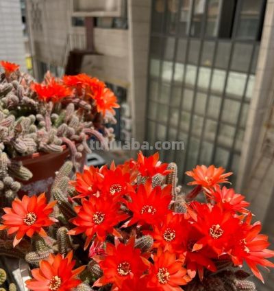 这8种仙人球浇水越懒长得越好，疯狂爆崽开花，新手福音！ - 图画吧TUHUABA