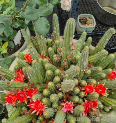 这8种仙人球浇水越懒长得越好，疯狂爆崽开花，新手福音！ - 图画吧TUHUABA