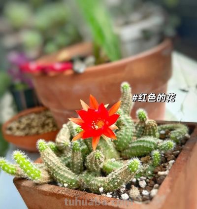 这8种仙人球浇水越懒长得越好，疯狂爆崽开花，新手福音！ - 图画吧TUHUABA