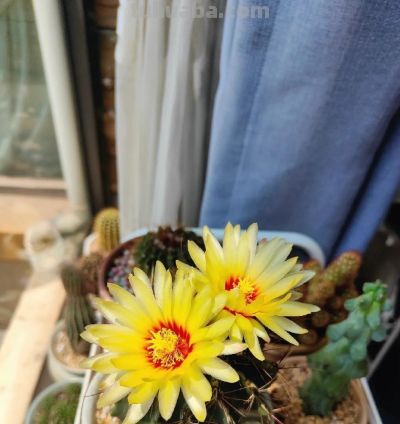 这8种仙人球浇水越懒长得越好，疯狂爆崽开花，新手福音！ - 图画吧TUHUABA