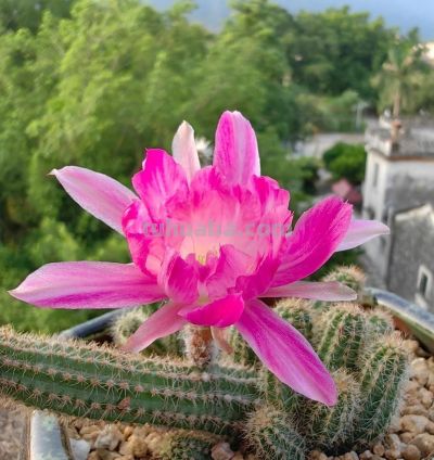 这8种仙人球浇水越懒长得越好，疯狂爆崽开花，新手福音！ - 图画吧TUHUABA