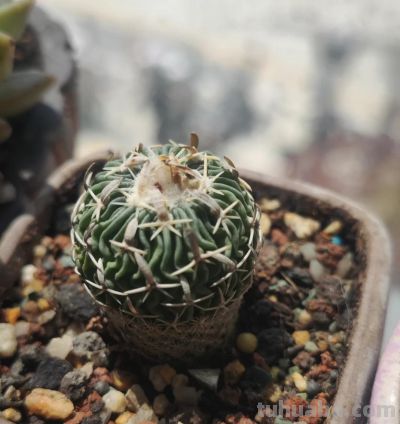 这8种仙人球浇水越懒长得越好，疯狂爆崽开花，新手福音！ - 图画吧TUHUABA