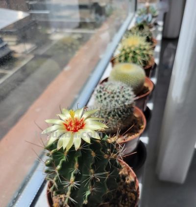 这8种仙人球浇水越懒长得越好，疯狂爆崽开花，新手福音！ - 图画吧TUHUABA