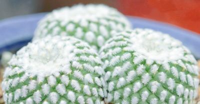 养不死的仙人球？记住这句“三字真言”，想养死都难！ - 图画吧TUHUABA