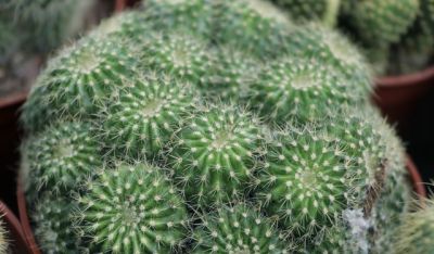 养不死的仙人球？记住这句“三字真言”，想养死都难！ - 图画吧TUHUABA