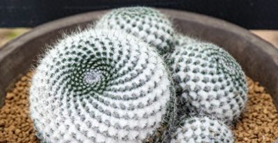 养不死的仙人球？记住这句“三字真言”，想养死都难！ - 今日头条