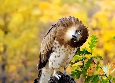 这鸟的姿势太优美啦！几张图快速教你如何画！ - 今日头条