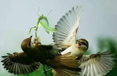 这鸟的姿势太优美啦！几张图快速教你如何画！ - 图画吧TUHUABA