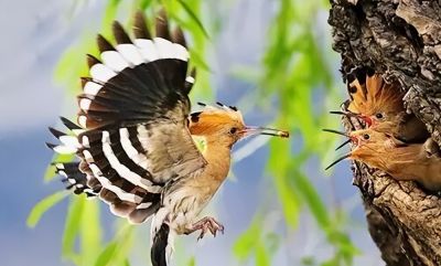 这鸟的姿势太优美啦！几张图快速教你如何画！ - 图画吧TUHUABA