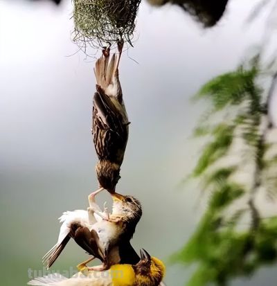 这鸟的姿势太优美啦！几张图快速教你如何画！ - 图画吧TUHUABA