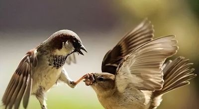 这鸟的姿势太优美啦！几张图快速教你如何画！ - 图画吧TUHUABA