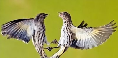 这鸟的姿势太优美啦！几张图快速教你如何画！ - 图画吧TUHUABA